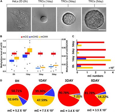 Genome-Wide DNA Methylation Enhances Stemness in the Mechanical Selection of Tumor-Repopulating Cells